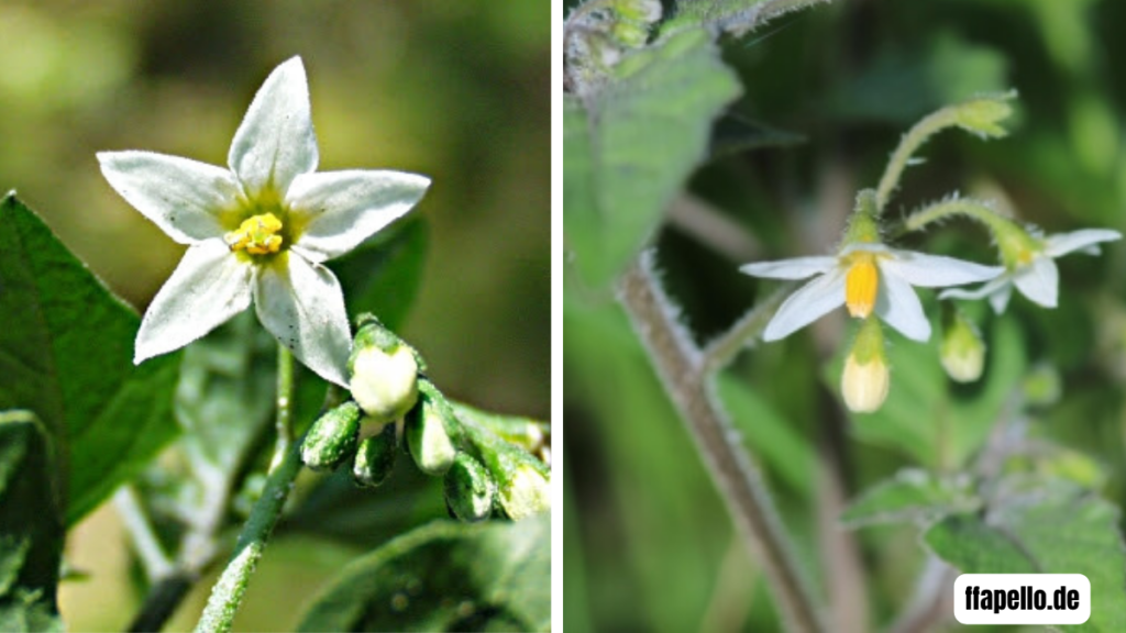 nachtschattenlähmung