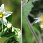 nachtschattenlähmung